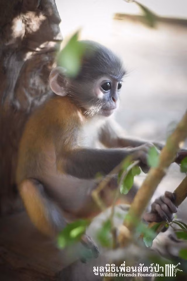 Piak trầm tư nghĩ về những chuyện cũ, dường như chú khỉ con vẫn chưa thoát khỏi bóng ma quá khứ của mình. (Nguồn Dodo)