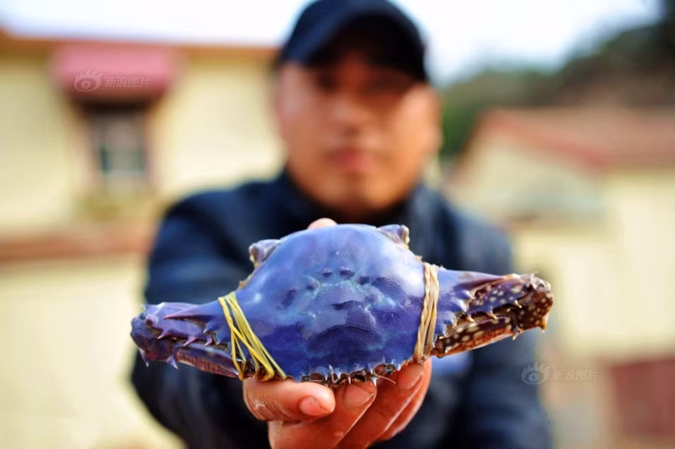 Tuy cua tím đặc biệt bởi màu sắc của chúng nhưng nhiều người lo ngại, nghi ngờ những con cua này đã nhiễm phải hóa chất nào đó và đổi màu hoặc chúng đã bị biến đổi gen. Nguồn: Sina