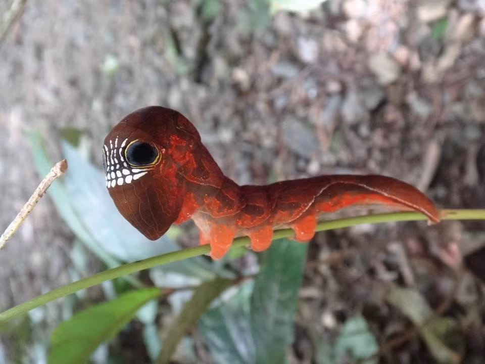 Thực tế, loài sâu bướm này hoàn toàn có thật, có nguồn gốc ở Australia (phía bắc Queensland), Papua New Guinea và quần đảo Solomon.