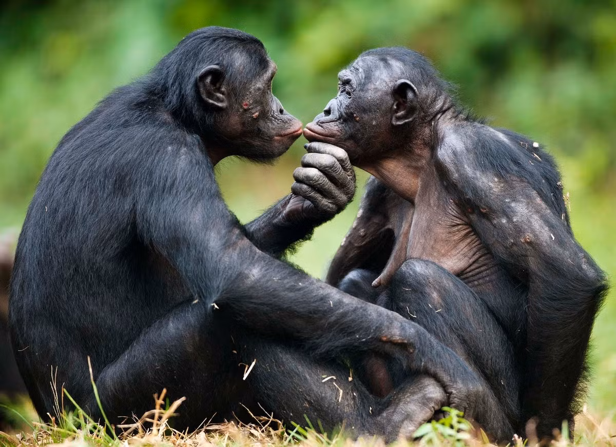 Vượn Bonono còn được gọi là tinh tinh lùn, khác biệt về giải phẫu giữa tinh tinh thông thường và tinh tinh lùn là không đáng kể, nhưng trong hành vi tình dục và cộng đồng thì các khác biệt này rất rõ nét. Tinh tinh thông thường là loài ăn tạp, chúng có thể có hành vi săn mồi bằng một đội quân các con đực do một con đực đầu đàn dẫn đầu và có quan hệ cộng đồng rất phức tạp. Trái lại, vượn Bonono chủ yếu là loài ăn thực vật và có quan hệ tình dục quân bình, mẫu hệ và bừa bãi. Nguồn: Sina