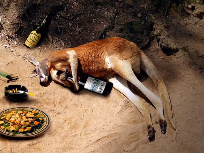 Đồ ăn ngon, rượu hảo hạng, chú kangaroo này sống rất vương giả nhưng cũng chìm ngập trong những thú vui không hề bổ ích. (Nguồn Lolwot)