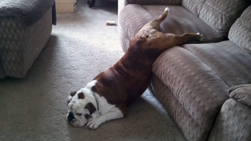 Bulldogs không mạnh mẽ tuyệt đối như nhiều người nghĩ, chúng gặp phải những vấn đề nghiêm trọng về sinh sản, hô hấp và căng thẳng. Nguồn: Lolwot