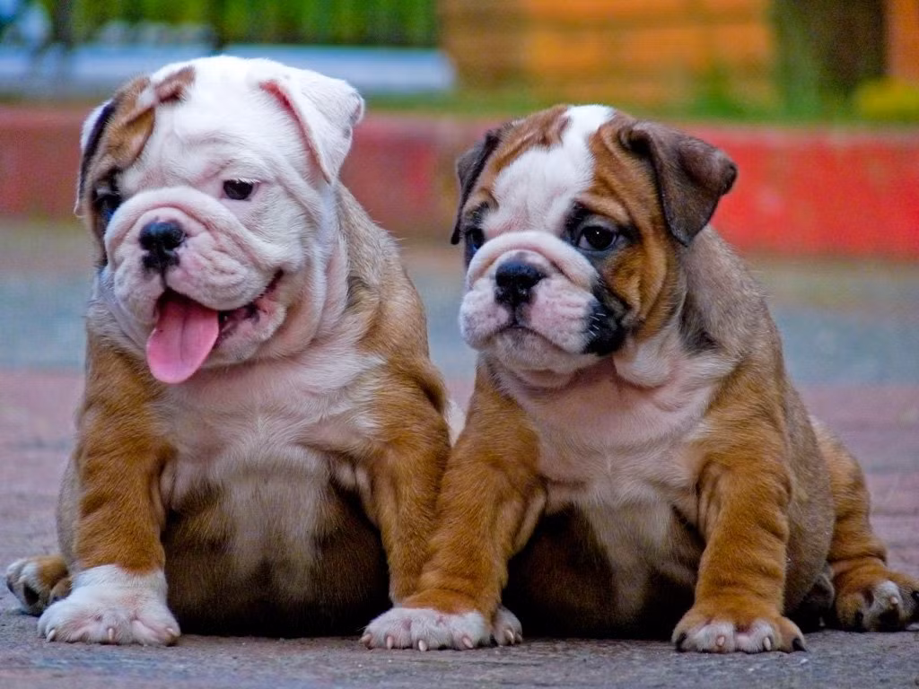 Chó bulldog gây ấn tượng cực mạnh về bộ hàm thép của chúng, khi đã cắn được đối tượng, chúng tuyệt đối sẽ không buông bỏ, trừ khi đối tượng bị kéo đứt hoặc chúng bị khống chế hoàn toàn. Cũng vì điều này mà loài chó bulldog bị oan uổng, mang danh ác. Nguồn: Lolwot