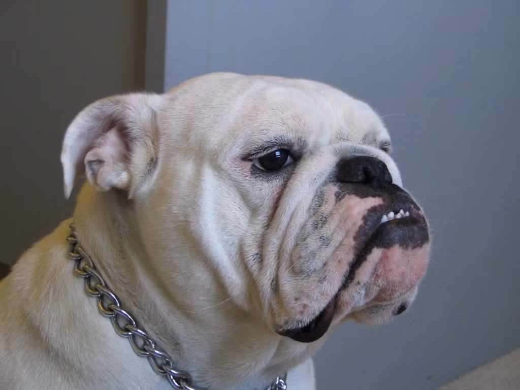 Giống chó bulldog nổi tiếng là giống chó có khả năng tăng cân nhanh chóng. Thực tế, chúng có xu hướng tăng trọng lượng của mình nhiều hơn bất kỳ giống chó nào khác. Nguồn: Lolwot