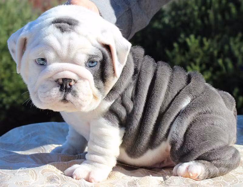 Rất nhiều tổ chức trên toàn thế giới sử dụng hình ảnh của giống chó bulldog để làm biểu tượng của họ, bao gồm cả thủy quân lục chiến Mỹ, Đại học Yale, và toàn bộ nước Anh. Nguồn: Lolwot
