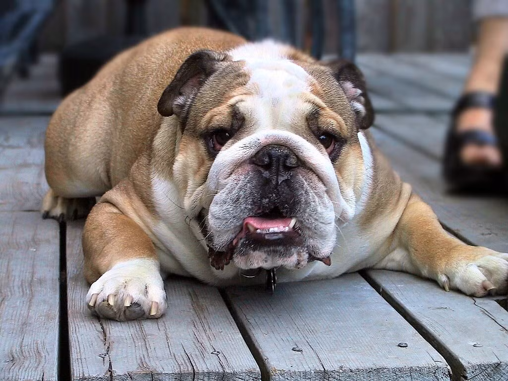 Giống chó bulldog nổi tiếng có những hành động đáng yêu khiến chủ nhân không thể không yêu nhưng chúng cũng rất hung dữ, nổi tiếng với sự bảo vệ chủ nhân chặt chẽ. Để bảo vệ chủ của mình, chúng sẵn sàng đương đầu với cái chết. Nguồn: Lolwot