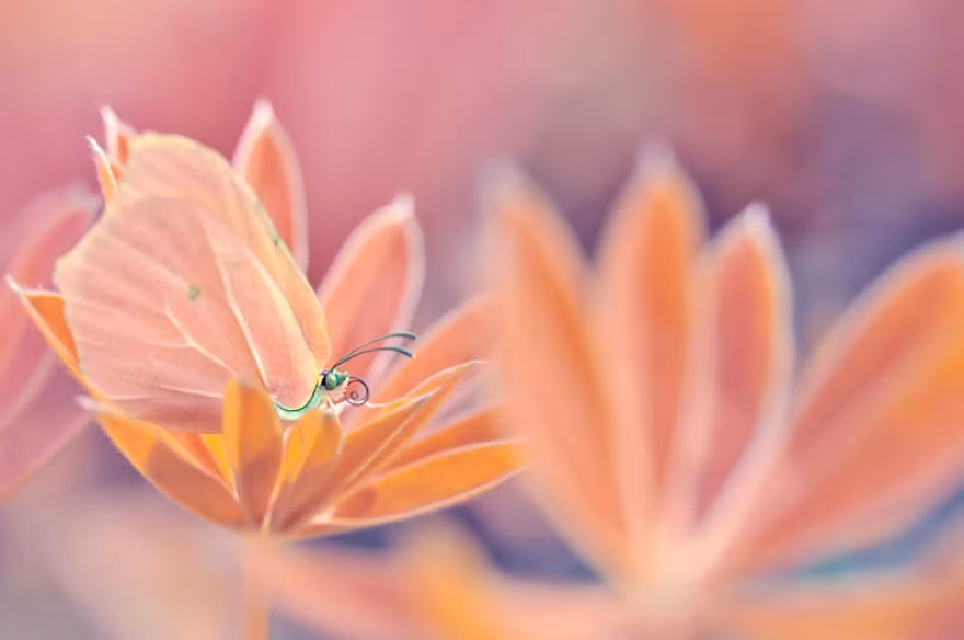 Qua những bức ảnh của mình, nữ nhiếp ảnh gia muốn khiến cả thế giới thực vật và thế giới côn trùng hiện lên khác biệt, gây ấn tượng mạnh với cả những người bình thường không mấy quan tâm đến thế giới ngay phía dưới chân mình hoặc thậm chí những người vốn ghét, khó chịu với những con côn trùng nhỏ. Nguồn: Bored Panda