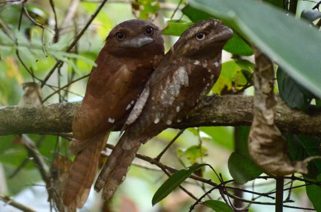 Cú muỗi mỏ quặp Sri Lanka, bộ lông giống như lá khô, lúc đậu yên một chỗ trông như một nhánh cây khô. Nổi tiếng với tài ngụy trang cực đỉnh, môi trường sống của nó là rừng nhiệt đới rậm rạp thường có bụi dày đặc ở dưới. Nguồn: Lolwot