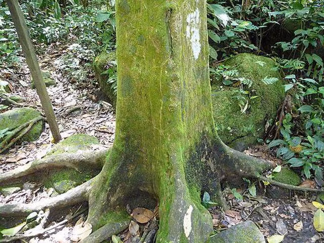 Nguyên nhân khiến những cây vuông kỳ lạ này xuất hiện đến này vẫn là một lời bí ẩn không lời giải đáp. Nhiều người thực sự tin rằng có một điều gì đó vượt ngoài tầm hiểu biết của con người đã xảy ra ở thung lũng cây vuông. Nguồn: Amusing Planet