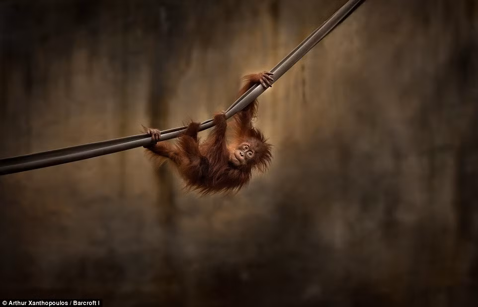Một con đười ươi Sumatra đang tập làm quen với việc đu bám, nó hồn nhiên, ngây thơ không biết môi trường sống của mình đang bị đe dọa từng ngày từng giờ. (Nguồn Dailymail)