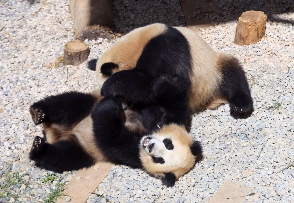 Mới đây, những du khách tới công viên động vật hoang dã Côn Minh, Vân Nam, Trung Quốc đã được chứng kiến cảnh gấu trúc khổng lồ ẩu đả chẳng khác nào những cảnh trong bộ phim hoạt hình bom tấn "Kungfu Panda". Nguồn: Sina