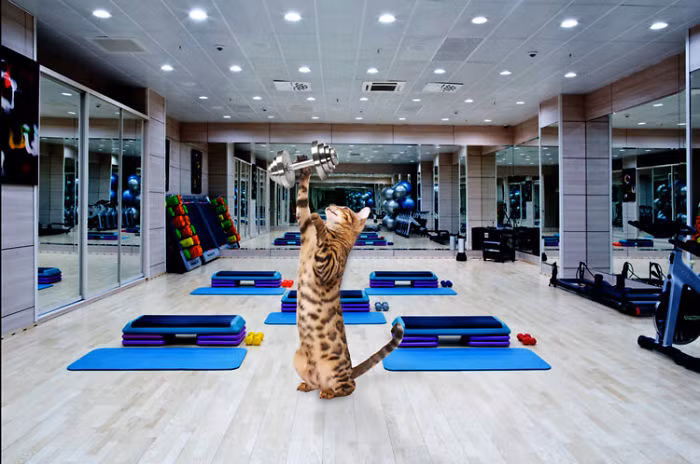 Tuy nhiên đối với các môn thể thao, có lẽ tình yêu của Simba chỉ là tình yêu thầm lặng. Cô nàng không thể tự mình luyện tập được những môn thể thao mà mình yêu thích, chăm chú theo dõi hàng giờ. Nguồn: Bored Panda