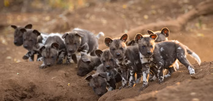 Mới đây, tại khu bảo tồn động vật hoang dã Zimanga Private Game Reserve, khu vực KwaZulu-Natal. Một bầy chó hoang châu Phi đã tưng bừng đón chào 13 thành viên mới của đàn. Tất cả đều là những con chó con vô cùng khỏe mạnh và nhanh nhẹn. (Nguồn Africa Geographic)