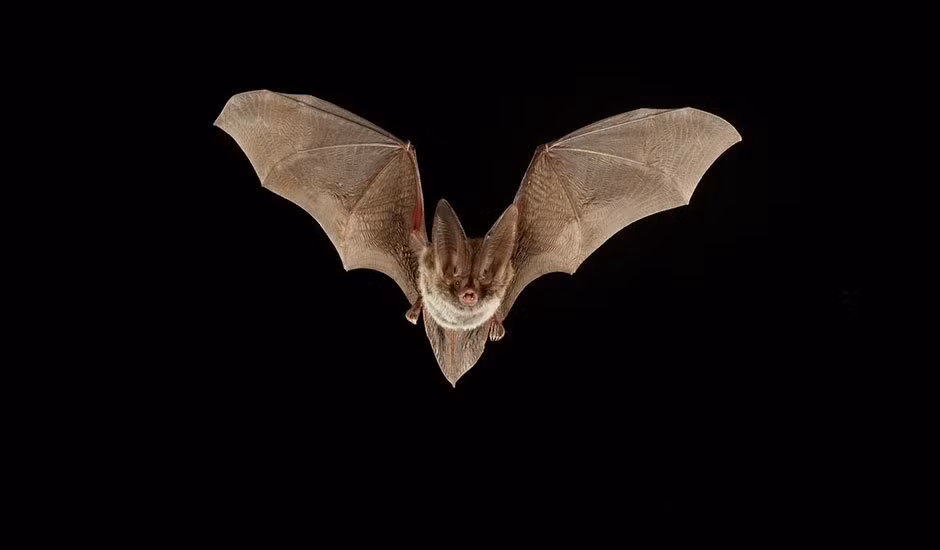 Một trong những sự thật khoa học cần được sáng tỏ đó chính là khả năng nhìn của loài dơi. Từng có thông tin rằng những con dơi bị mù hoàn toàn và chỉ có thể bay được, kiếm mồi được nhờ thính giác siêu nhạy. Điều này là sai lầm, những con dơi có khả năng nhìn, chỉ là thị giác của chúng không sánh bằng thính giác. Nguồn: Lolwot