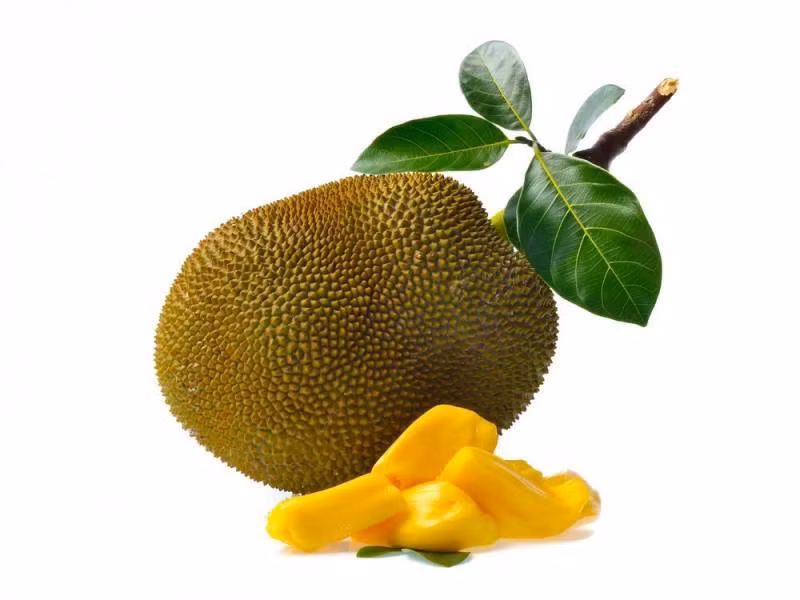 Bạn có thể nghĩ rằng loại quả thơm ngon như mít có chứa độc tố? Rất ít người biết rằng loài quả có vị ngọt, màu sắc quyến rũ, hương thơm quyến rũ này là một trong những loài quả có chứa độc tố. Độc tố có trong quả mít gọi là Toxin. Toxin là loại độc tố đặc biệt nguy hiểm đối với những người có vấn đề về tiêu hóa. Nhựa từ quả mít cũng là nguyên nhân gây ra những vấn đề trầm trọng trong hệ thống tiêu hóa. (Nguồn Invorma)