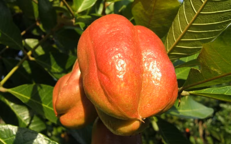 Quả Ackee, là một loại trái cây có nguồn gốc từ Jamaica, có hương vị tươi và ngon. Tuy nhiên, tốt nhất bạn không nên ăn trái cây này trực tiếp mà khi không biết quy trình ăn đúng của nó. Vì sao? Vì nó có thể giết chết bạn ngay lập tức bởi trong quả Ackee có chứa chất Hypoglycyn. Giai đoạn đầu khi nhiễm phải chất độc này là nôn mửa không khống chế được, nếu không được điều trị kịp thời sẽ chết. Hạt quả ackee cũng rất độc hại, vì vậy, bạn cần phải vứt bỏ những hạt quả ackee đầu tiên khi thưởng thức loại quả này. (Nguồn Invorma)