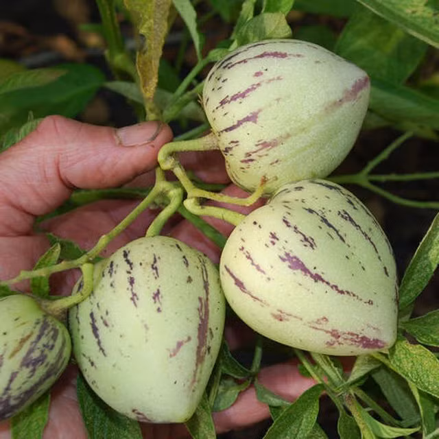 Dưa pepino có tốc độ tăng trưởng nhanh chóng và mang lại kết quả trong vòng 2-6 tháng sau khi trồng. Tùy theo cách chăm sóc, mỗi cây dưa pepino có thể cho từ 80 - 120 quả/vụ.