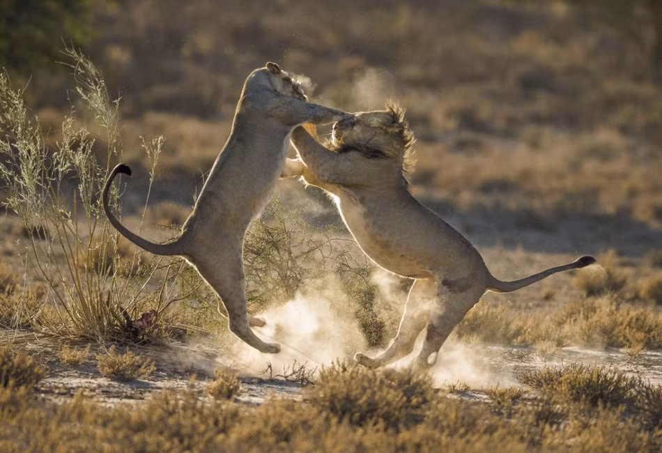 Không rõ nguyên nhân dẫn đến trận chiến dữ dội của sư tử cái và sư tử đực nhưng các chuyên gia hành vi động vật giải thích đây là màn chơi đùa, rèn luyện sức khỏe của sư tử, một hoạt động rèn luyện thân thể không phân biệt nam nữ của những con mãnh thú vương giả.