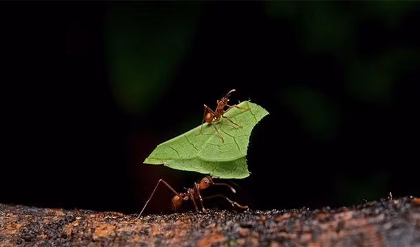 Có 14 loài kiến trên thế giới được biết đến là loài nô dịch và sai bảo các loài kiến khác làm việc. Nguồn: L25