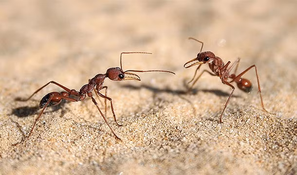 Một trong những khám phá bất ngờ về loài kiến là không phải tất cả những con kiến đều chăm chỉ như danh tiếng của chúng. Trong một nghiên cứu gần đây, các nhà khoa học đã phát hiện ra khoảng 20% cá thể loài kiến sống rất vô ích. Chúng được gọi là "kiến lười biếng". Nguồn: L25