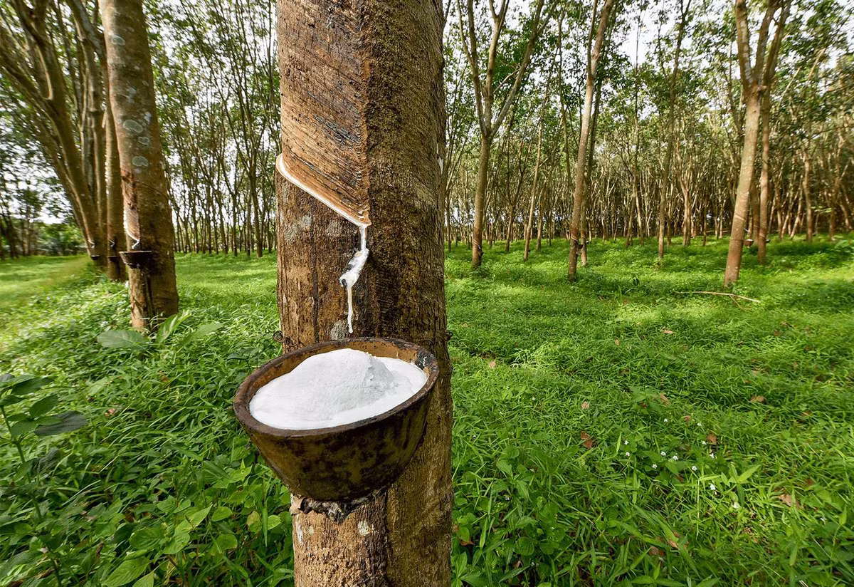 Theo điều tra, gia đình có 3 ha cao su đang cạo, vợ làm công nhân. Khải có con gái đang học sư phạm và con trai làm dân quân tự vệ xã Đa Kia. Khải đang nợ ngân hàng 350 triệu đồng sắp đến ngày đáo hạn. Kết hợp với tin báo của quần chúng, cơ quan Công an xác định đối tượng gây ra vụ án là Khải. Ảnh minh họa, nguồn internet)