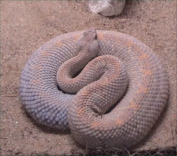 8. Crotalus Unicolor: Đặc hữu của đảo Aruba, số lượng giảm do săn bắn và mất môi trường sống.