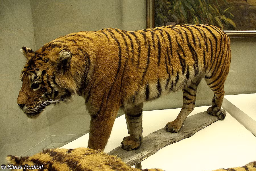 6. Hổ Caspian (Panthera tigris virgata): Tuyệt chủng từ năm 1970. Loài hổ lớn thứ ba thế giới, sống ở Iran, Iraq, Thổ Nhĩ Kỳ và các quốc gia Trung Á.