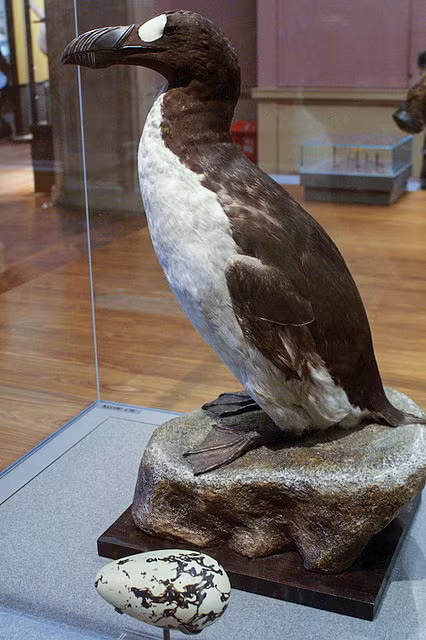 8. Chim rẽ lớn (Pinguinus impennis): Tuyệt chủng từ năm 1844. Loài chim không bay, sống ở vùng Đại Tây Dương, có bề ngoài giống chim cánh cụt.