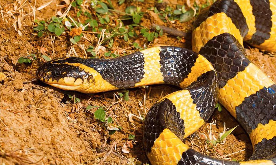 Trong sách, loài rắn này được lính Mỹ gọi là "rắn 2 bước" (two-step snake), với niềm tin rằng nọc độc của nó khiến nạn nhân chỉ còn sống được 2 bước chân sau khi bị cắn.