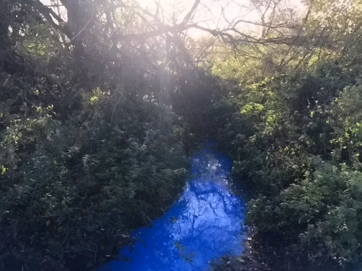 Dòng sông Ouse ở Cambridgeshire, Anh, đã khiến người dân địa phương bất ngờ khi nước chuyển màu xanh dương và xanh lá cây.