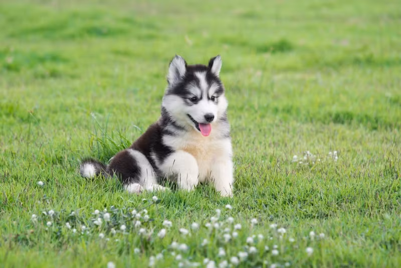 3. Chó Husky: Dễ thương, sống tình cảm và thông minh, có bộ mặt ngáo ngơ.