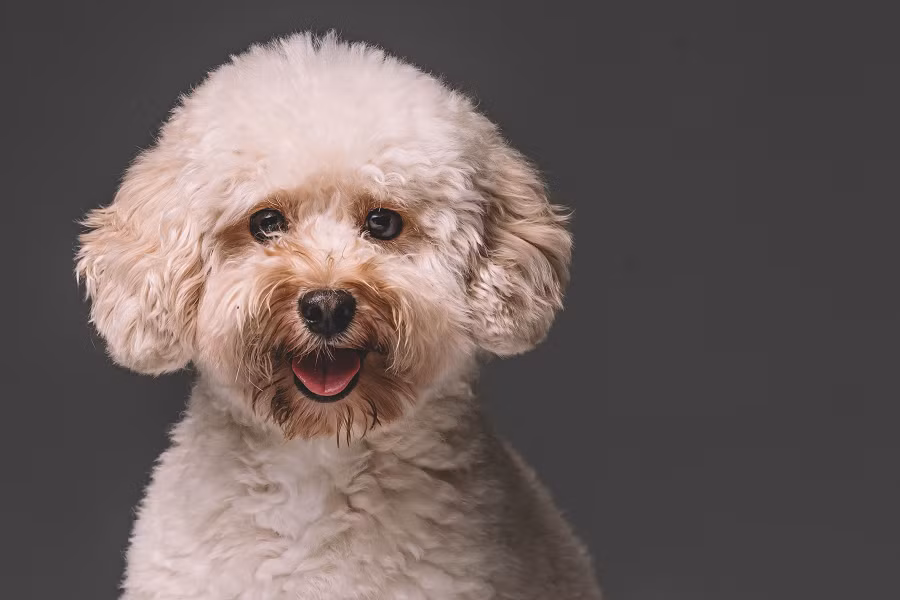 1. Chó Poodle: Là một trong giống chó dễ thương, đáng yêu nhất thế giới, Poodle sở hữu bộ lông mềm mại và xoăn tít, chúng rất thân thiện và thông minh.