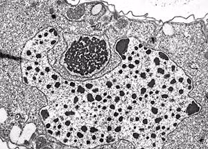 Phát hiện này đã giúp hiểu sâu hơn về cấu trúc gene và quy trình quyết định giới tính ở sinh vật, và có thể có ứng dụng trong việc hiểu về các tế bào trong cơ thể con người.