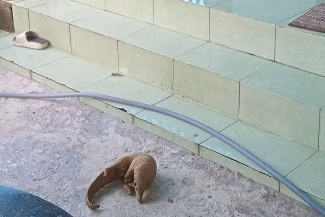 Mới đây người dân tại xã Phước Mỹ, TP Quy Nhơn đã bắt được 1 cá thể tê tê nặng khoảng 1,8kg. Do biết loài tê tê Java này thuộc danh sách động vật hoang dã quý hiếm và cần được bảo vệ, người này đã mang đến cơ quan chức năng để giao nộp. 