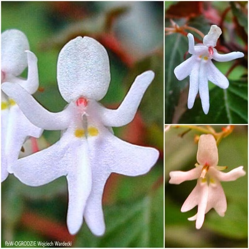 7. Hoa Impatiens Bequaertii: Có hình dáng giống những cô gái múa ba lê, sống ở Đông Phi.
