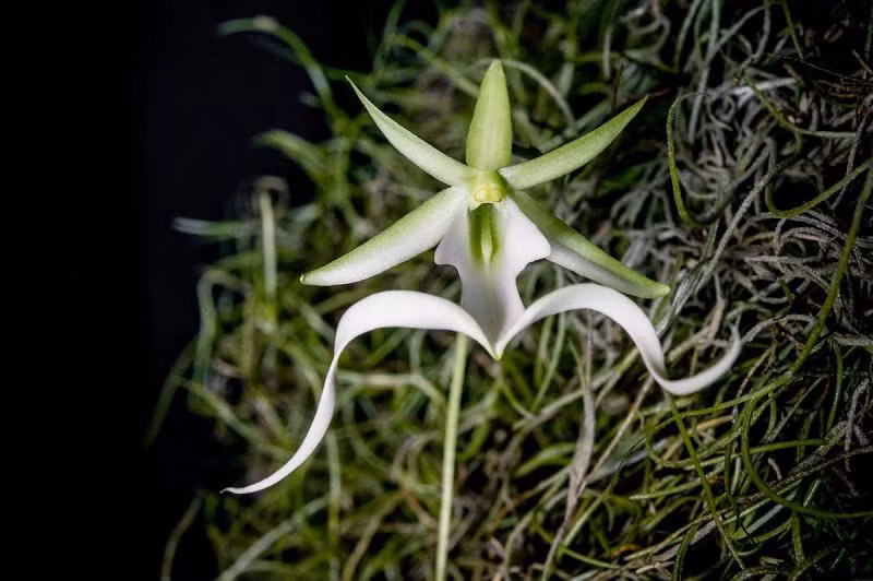 6. Phong lan ma (Epipogium aphyllum): Có hình dáng độc đáo, giống như chú chim bồ câu nhỏ đang e ấp, được tìm thấy ở Nam Mỹ và cả vùng Florida, Cuba và Bahamas.