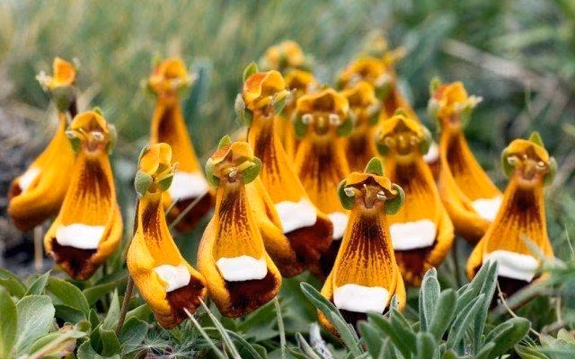3. Hoa Calceolaria ("Người ngoài hành tinh hạnh phúc"): Xuất xứ từ Nam Mỹ, có màu sắc kỳ lạ tựa như người ngoài hành tinh.