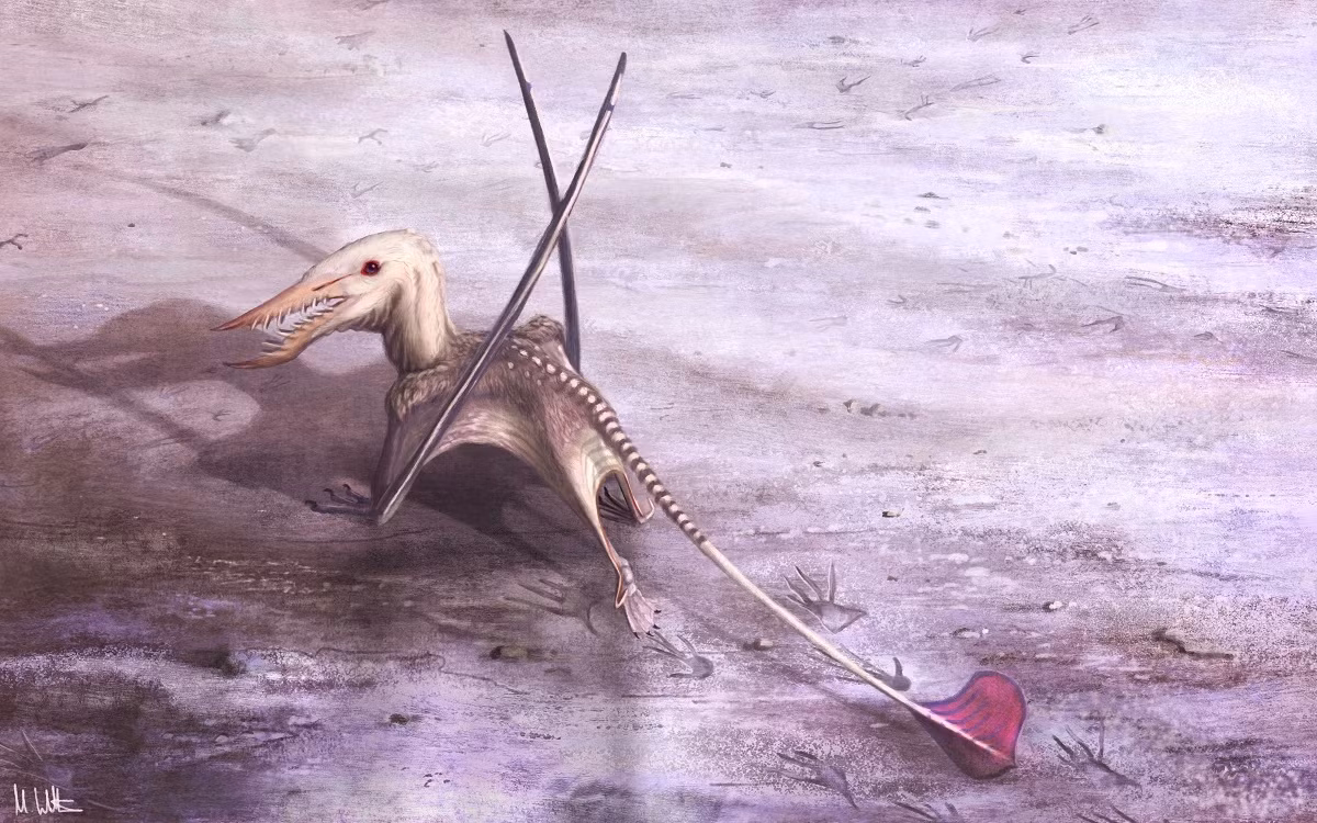Một phát hiện thú vị là hóa thạch của mực cổ đại Plesioteuthis, một loài mực sống cùng thời với Rhamphorhynchus, đã được tìm thấy với một chiếc răng của thằn lằn bay Rhamphorhynchus găm vào lớp vỏ của nó.