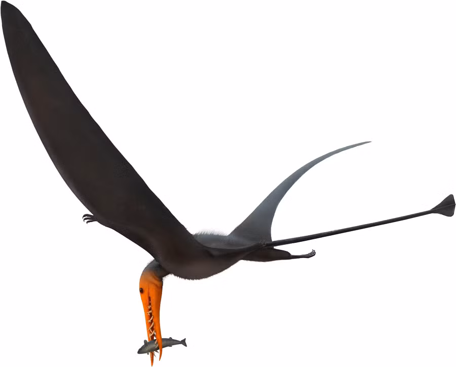 Đặc điểm đặc biệt nhất của Rhamphorhynchus chính là hàm răng dài, nhọn và hướng về phía trước, giống như những chiếc kim khâu, có khả năng đâm chết con mồi.