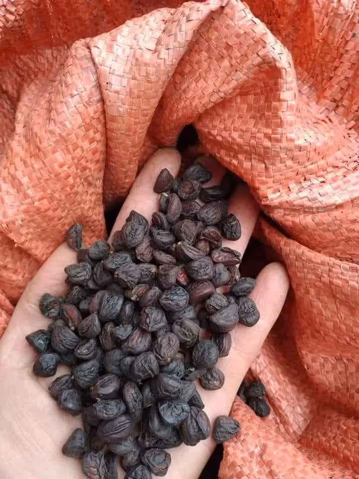Trước kia, hạt dổi rơi la liệt dưới gốc và không được coi là mặt hàng thương mại, mọi người có thể lấy miễn phí mà không cần mua. Những năm gần đây hạt dổi trở thành đặc sản được nhiều người săn lùng, thậm chí có giá lên đến vài triệu đồng/kg.