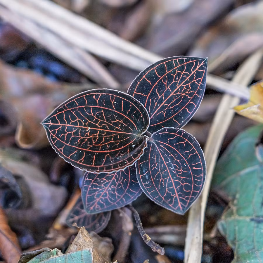 Loại cỏ kim cương (Anoechilus roxburglihayata) mọc ở vách núi, khe suối Việt Nam đã trở thành đối tượng săn lùng của các thương gia Trung Quốc và Nhật Bản vì giá trị dược liệu quý hiếm.