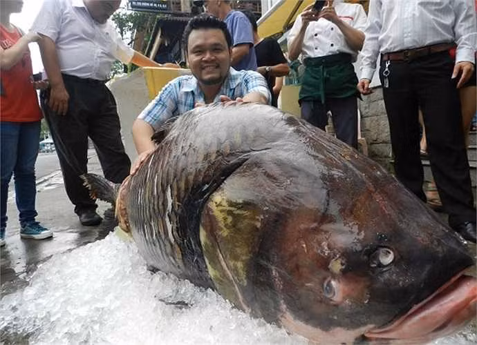 Cá chép Xiêm khổng lồ đã được liệt kê là Cực kỳ nguy cấp trong Sách đỏ của IUCN.