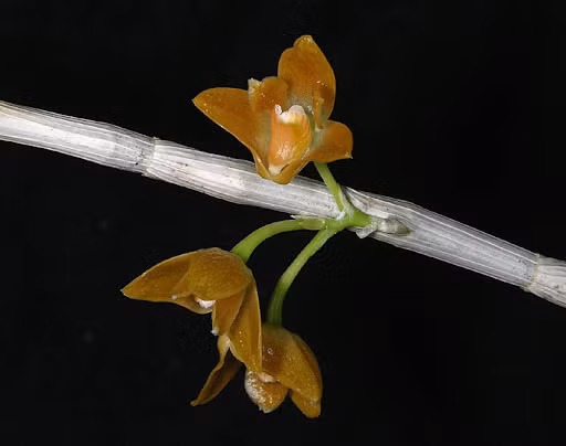 Một loài lan mới tên Dendrobium farinatum đã được phát hiện và xác nhận là loài đặc hữu của Việt Nam, cụ thể ở khu bảo tồn Hòn Bà, Khánh Hòa.