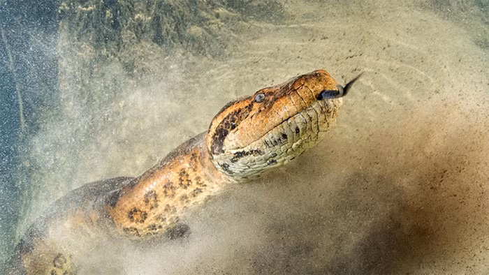 1. Vasuki indicus (15m): Được công nhận là loài rắn lớn nhất từng sống trên Trái đất, Vasuki indicus đã tuyệt chủng cách đây khoảng 47 triệu năm. Chúng thuộc họ rắn Madtsoiidae và được phát hiện ở châu Phi, Ấn Độ, Úc, Nam Mỹ và Nam Âu.