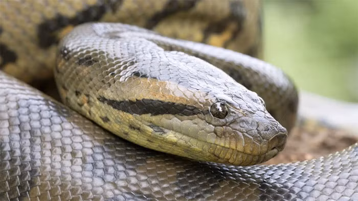 5. Anaconda xanh (10m): Trăn Anaconda xanh sống trong vùng đầm lầy và suối ở Amazon, có thể đạt tới chiều dài 10m và nặng tới 250kg, là loài rắn nặng nhất trên Trái đất hiện nay.