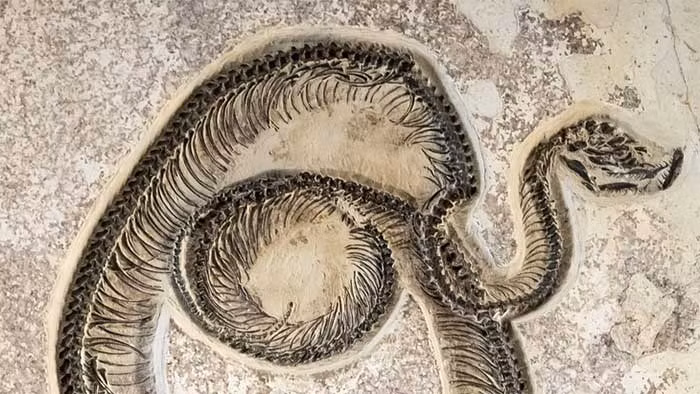 4. Gigantophis garstini (11m): Gigantophis garstini sống khoảng 40 triệu năm trước ở Ai Cập. Đây là một con rắn khổng lồ với khả năng cuộn cơ thể quanh con mồi và ăn thịt chúng.