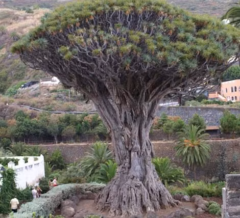 8. Cây Rồng (Quần đảo Canary): Cây Rồng tại Tenerife, quần đảo Canary, được cho là có từ 650 đến 1.500 năm tuổi và được gọi theo tên thần thoại.