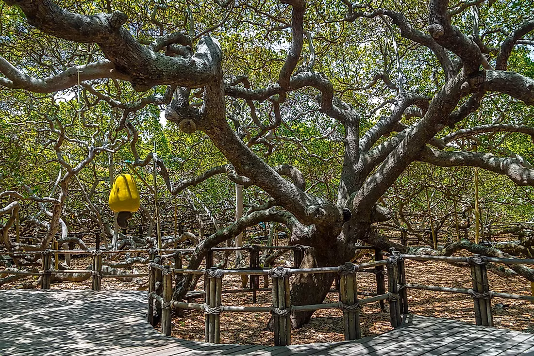 1. Cây đào lộn hột Pirangi (Brazil): Là cây đào lộn hột lớn nhất thế giới, phủ khắp một khu vực rộng 8.500m2 và mỗi năm cho ra khoảng 8.000 quả.