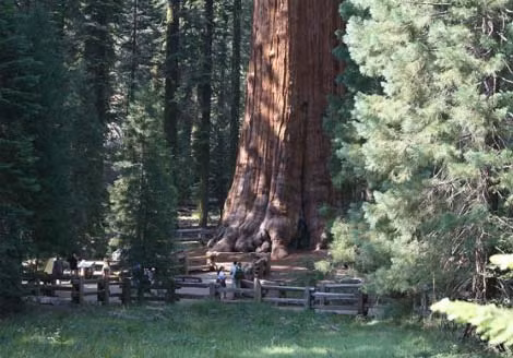 5. Cây Tướng quân Sequoia (Mỹ): Cây cổ thụ đã 2.500 tuổi, cao 83,8 mét và có chu vi gốc lên tới 31 mét, được tìm thấy tại Vườn quốc gia Sequoia, Mỹ.