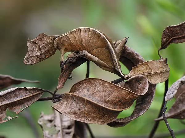 6. Tắc kè Uroplatus: Phát triển lớp da giúp ngụy trang và thay đổi màu sắc, trông giống như vỏ cây hoặc chiếc lá.